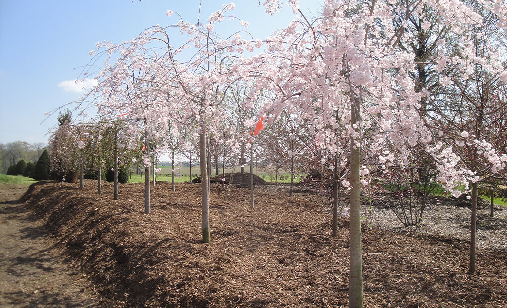 Ournursery